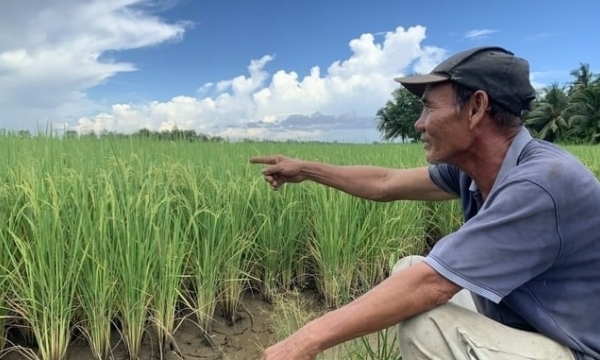 Looking at the 2023 autumn-winter rice crop: The lower region prepares to 'open the field'